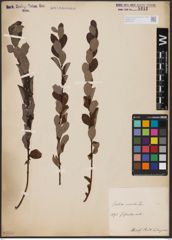 Foto von Salix aurita L.